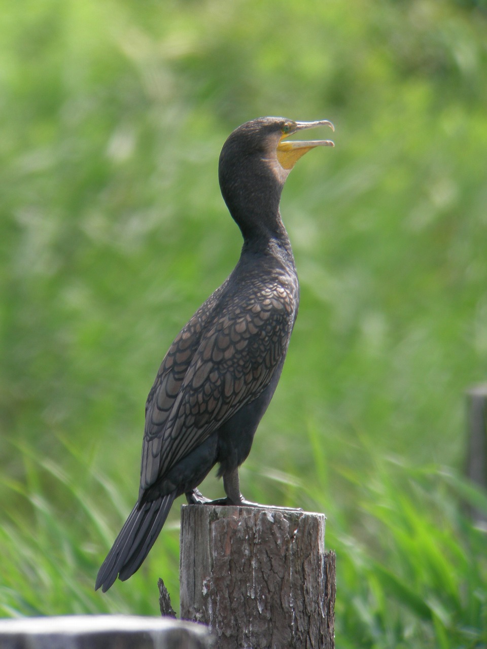 ★シギが増えてきました! 週末の鳥類園情報(2007.8.11~8.12)_e0046474_212313.jpg