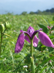 花咲く野反湖へ_a0094280_22293182.jpg