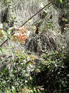 c0048381_15431298.jpg