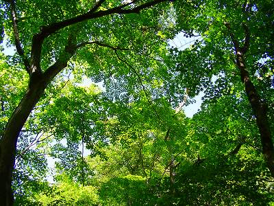 森の妖精 田中英語塾講師の日記 森の妖精 田中英語塾講師の日記