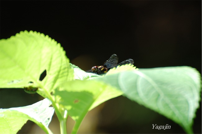 洋種山牛蒡（ヨウシュヤマゴボウ）_f0136821_6405159.jpg