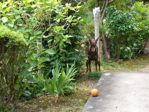 夏休み　後編_f0129731_11124516.jpg