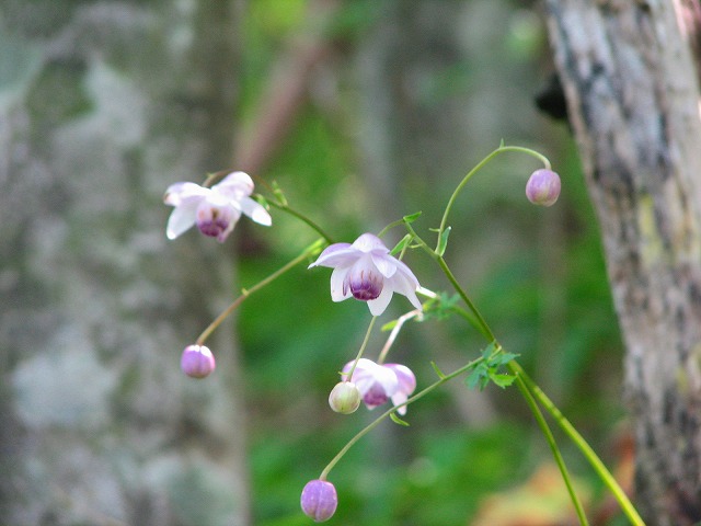 ８月１６日（木）　○△山の花達♪_b0097836_2215477.jpg