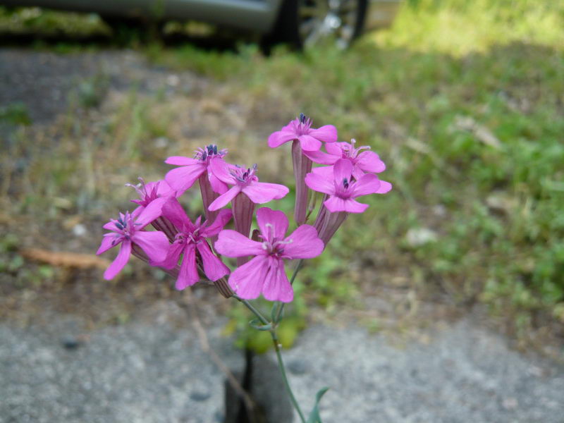 c0084268_11411449.jpg