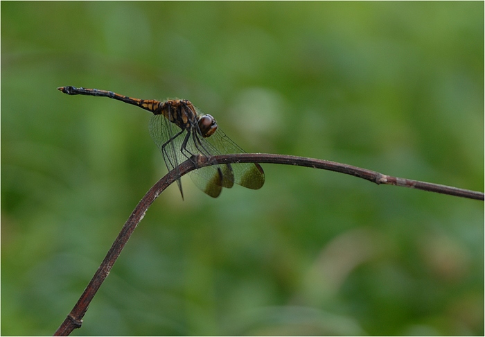 ミヤマアカネ_f0088971_21531837.jpg