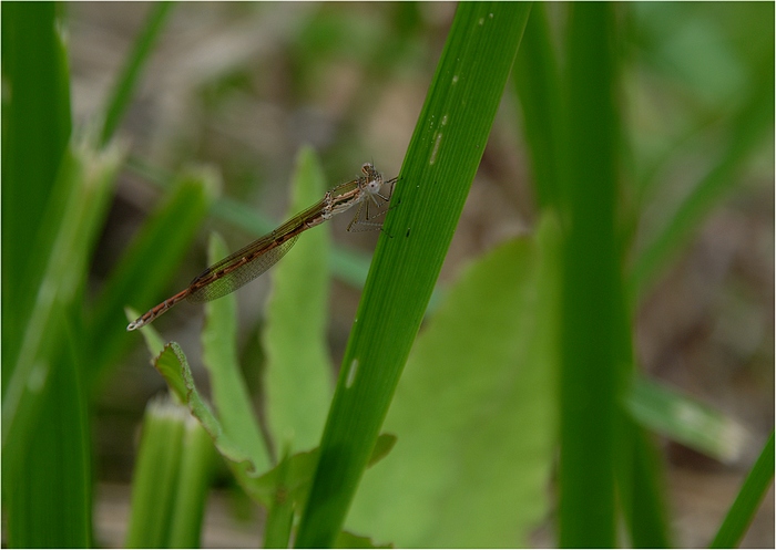 ミヤマアカネ_f0088971_21542037.jpg