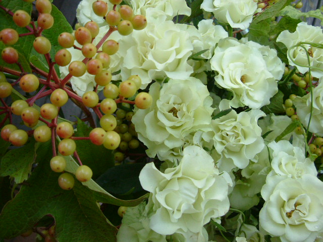 オークリーフ バラ 緑光の花束 Oak Leaf
