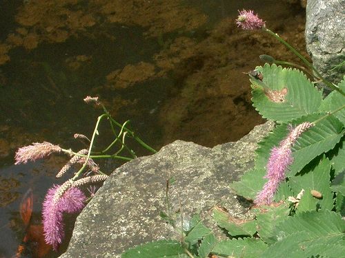 カライトソウ(唐糸草)_c0085874_17162873.jpg