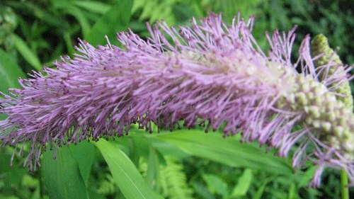 カライトソウ(唐糸草)_c0085874_17174147.jpg