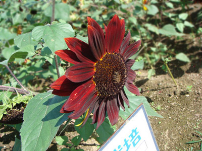 f0146493_9184678.jpg