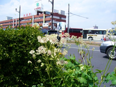 北海道旅行　～その５（野草など）～_f0065604_21384852.jpg