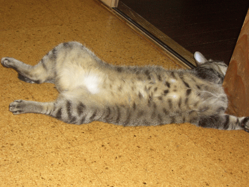c0020320_10122387.gif