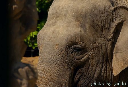 上野動物園の象、_a0043323_434571.jpg