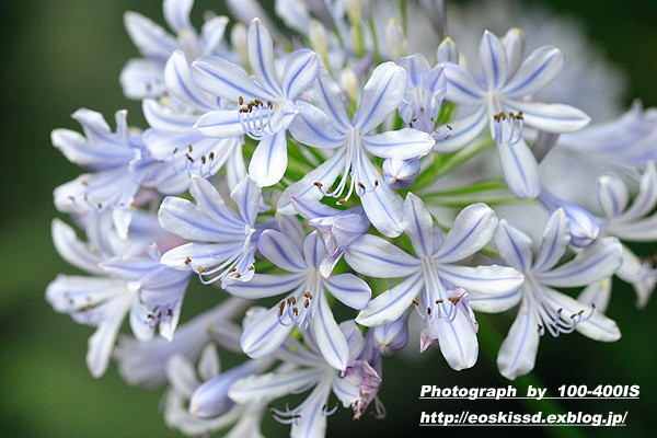 《花》　アガパンサス　青　100mmマクロ（大崎植物園）_c0080036_2349949.jpg