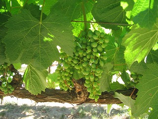 STARLING VINEYARDS_a0040554_12353347.jpg