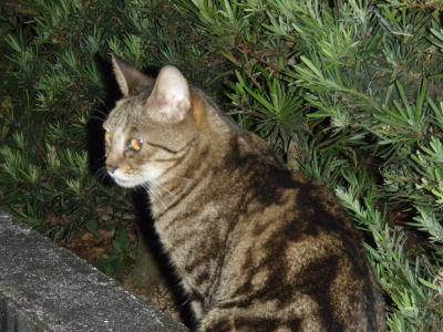 ネコと釣果_a0077071_16141811.jpg