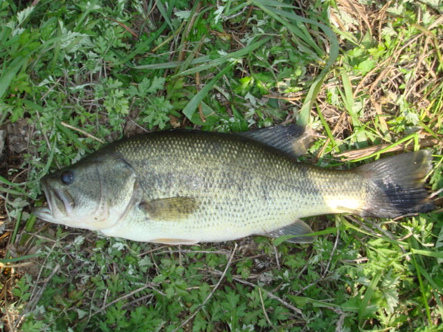 c0135271_2031861.jpg