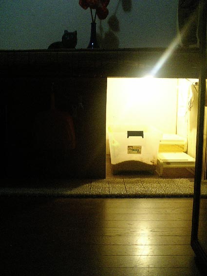 猫トイレ_b0019674_13019.jpg