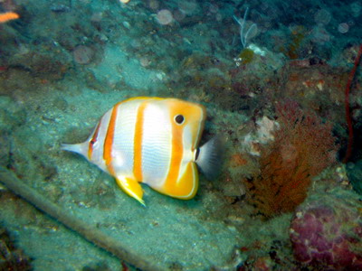 2007/08/13(月) - 3 Dive　No.440 - ロッサマ・ベイ　[ピピ島]_a0002177_22475182.jpg