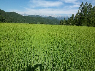 鬼無里村の田んぼ_f0117498_11285737.jpg