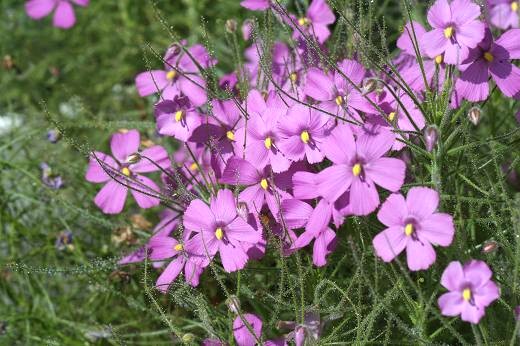 ビブリス・リニフローラ(ビブリス科) えるだまの植物図鑑