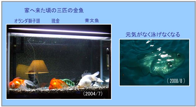 嫌な予感があたりました。_c0051105_7274293.jpg
