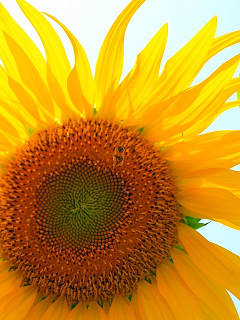 Sunflower_e0067333_1625542.jpg