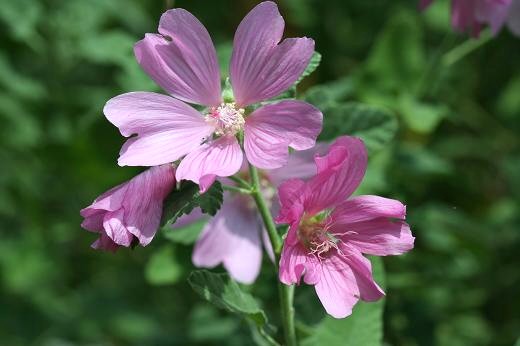 アオイ科 Malvaceae えるだまの植物図鑑