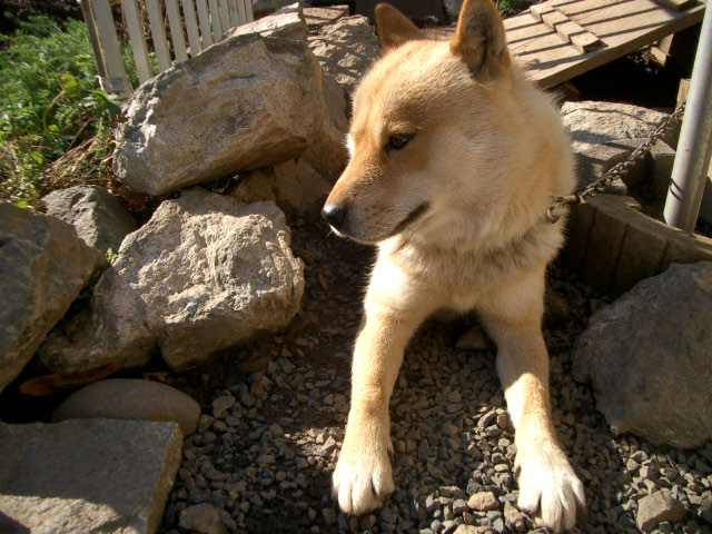 犬の表情_e0100772_2325053.jpg
