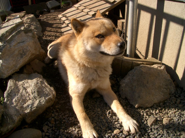 犬の表情_e0100772_23264589.jpg