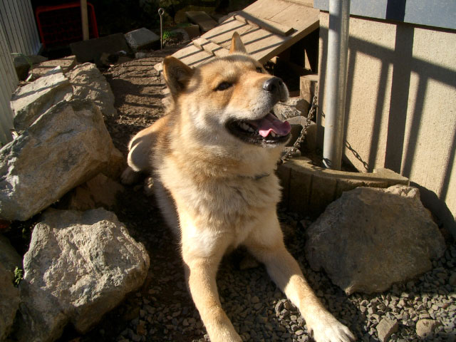 犬の表情_e0100772_23273129.jpg