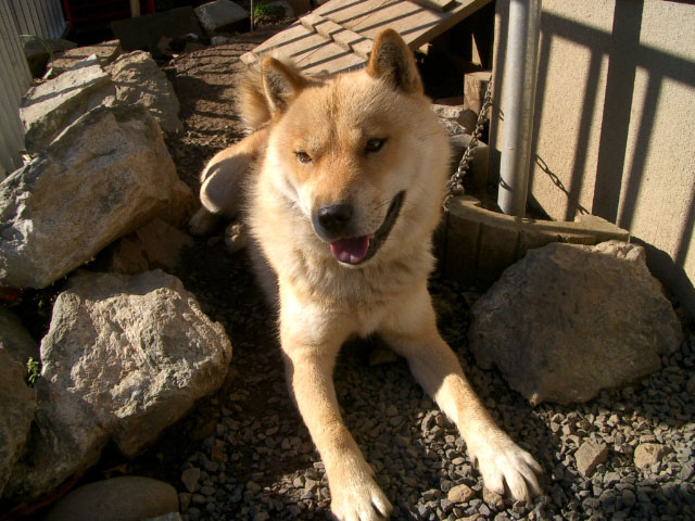 犬の表情_e0100772_23282619.jpg