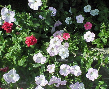 d0065116_20371771.jpg