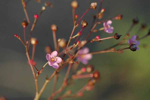 けなげに咲いて･･･ハゼラン（午後３時の花）・ペチュニア_a0017634_614768.jpg