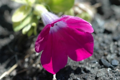 けなげに咲いて･･･ハゼラン（午後３時の花）・ペチュニア_a0017634_65404.jpg