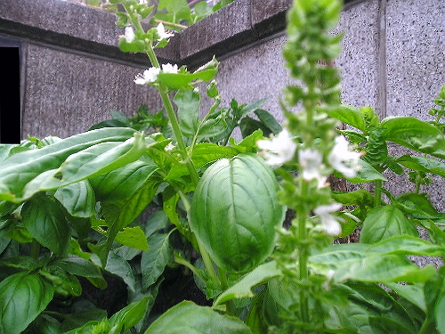 d0082735_4232966.jpg