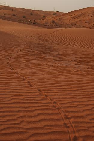 e0066474_3494171.jpg