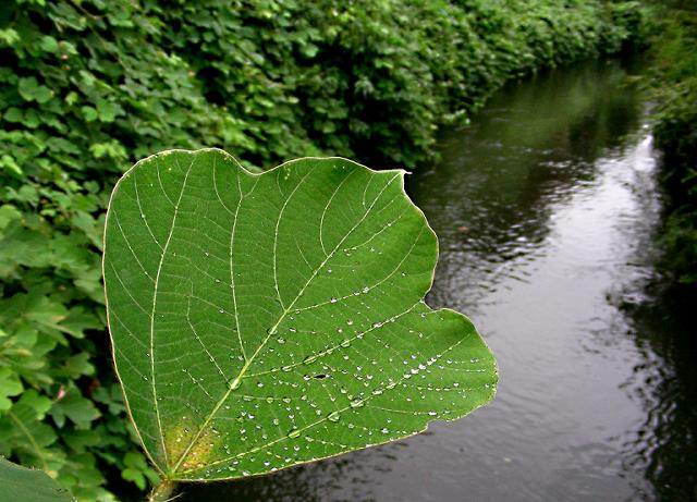 束の間の雨_a0044076_21534095.jpg