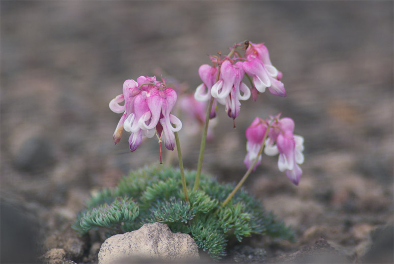 c0096278_18109.jpg