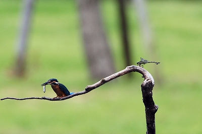 野鳥アルバム_b0047179_22241645.jpg