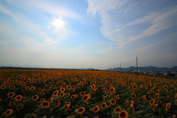 2007.08.19 大空と大地のひまわりカーニバル２００７_e0108680_23401225.jpg