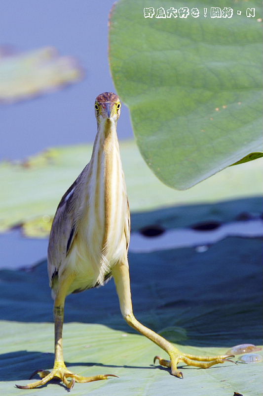 正面顔は如何ですか 野鳥大好き 闘将 ｎ