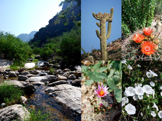 Pima Canyon Trail_f0020905_2511180.jpg