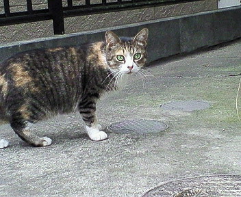 d0065116_2235540.jpg