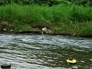a0056140_21432320.gif