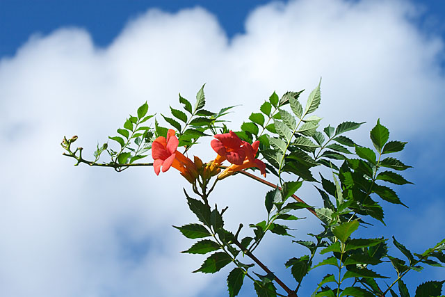 夏 空 ~ノウゼンカツラ~_c0067040_21521569.jpg