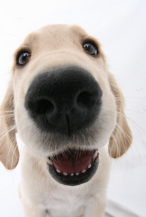 Golden Retriever_d0101050_19282514.jpg