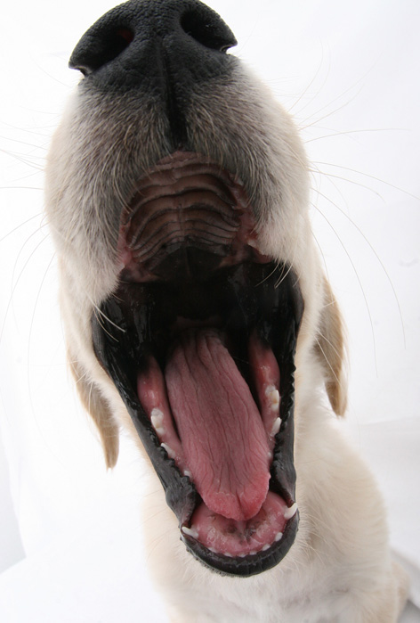 Golden Retriever_d0101050_19322239.jpg