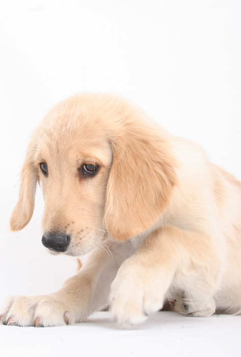Golden Retriever_d0101050_19341476.jpg