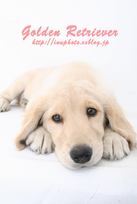 Golden Retriever_d0101050_1935126.jpg